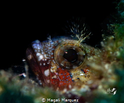 Blenny with Marelux SOFT by Magali Marquez 
